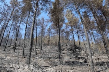 Yangın sonrası acı tablo fotoğraf karelerine yansıdı
