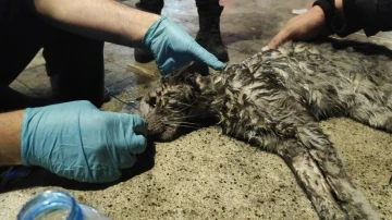 Yangında mahsur kalan kediyi hayatta tutma mücadelesi

