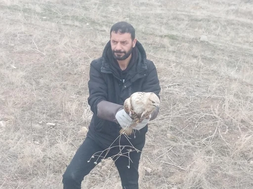 Yaralı kartal tedavi altına alındı
