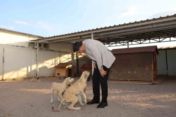 Yeni hayvan kasabası yapılacak
