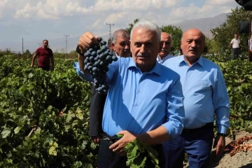 Yıldırım memleketinde Cimin üzümünün hasadına katıldı
