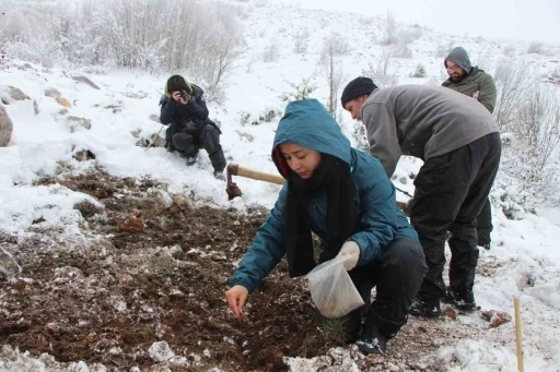 ’Yitik Türk lalesi’ gurbetten Amasya’ya 45 bin tohumla döndü
