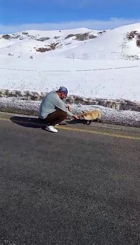 Yol kenarında gördüğü tilkiyi eliyle besledi
