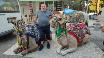 Yörük kültürünü yaşatmak için 36 yıldır develeriyle festivallere gidiyor
