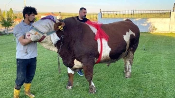 Yozgat’ta “Şampiyon” isimli boğa 230 bin liradan satışa çıktı
