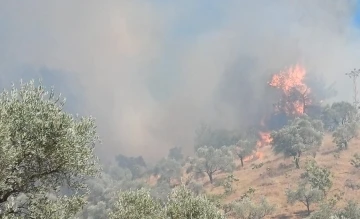 Efeler’de Ormanlık ve Zeytinlik Alanda Yangın Çıktı