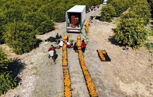 Zirai don uyarısı sonrası mandalina hasadı hız kazandı
