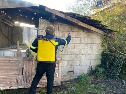 Zonguldak’ta kahverengi kokarcaya karşı mücadele sürüyor
