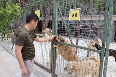 Ünlü’den Sokak Hayvanları Kanununa Videolu  Tepki